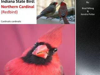 Indiana State Bird: Northern Cardinal ( Redbird) Cardinalis cardinalis