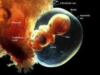 Two types of reproductive mechanism: