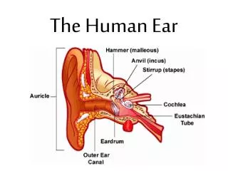 the human ear
