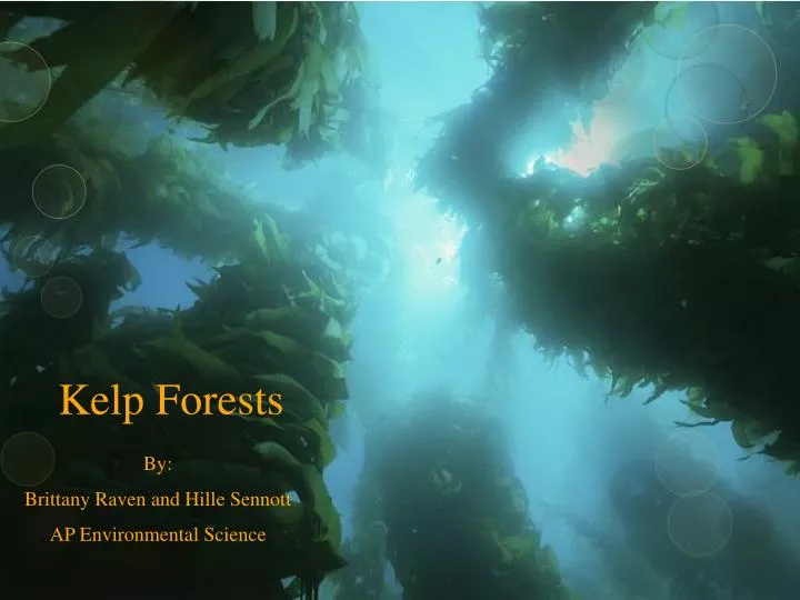 kelp forests