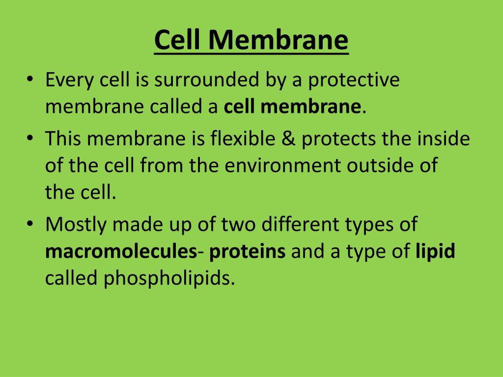 PPT - Cell Membrane PowerPoint Presentation, free download - ID:2100559