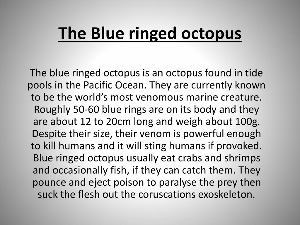 PPT - The Blue ringed octopus PowerPoint Presentation, free download ...