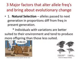 3 Major factors that alter allele freq’s and bring about evolutionary change