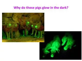 Why do these pigs glow in the dark?