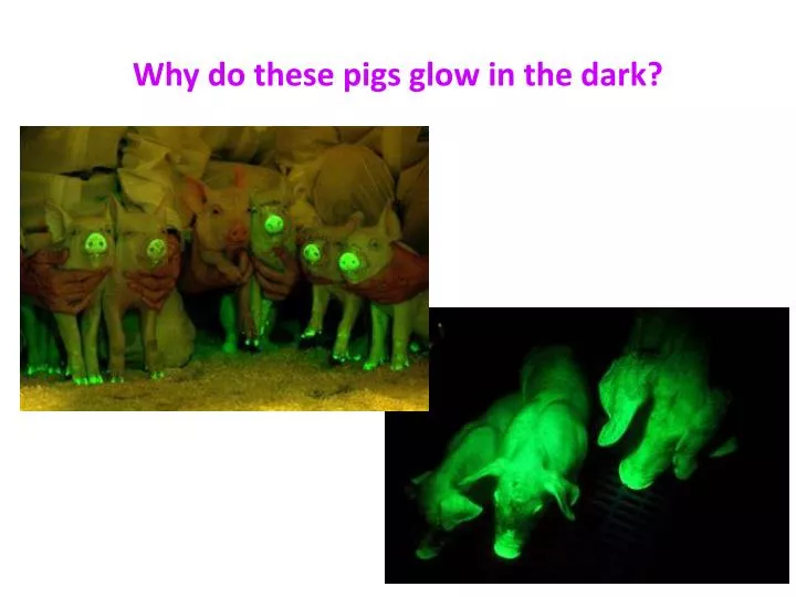 why do these pigs glow in the dark
