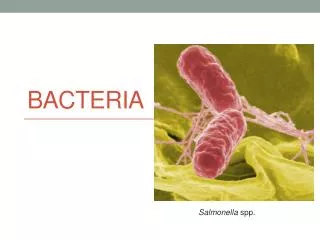 Bacteria