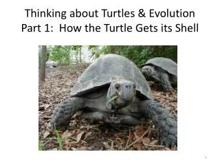 Thinking about Turtles &amp; Evolution Part 1: How the Turtle Gets its Shell