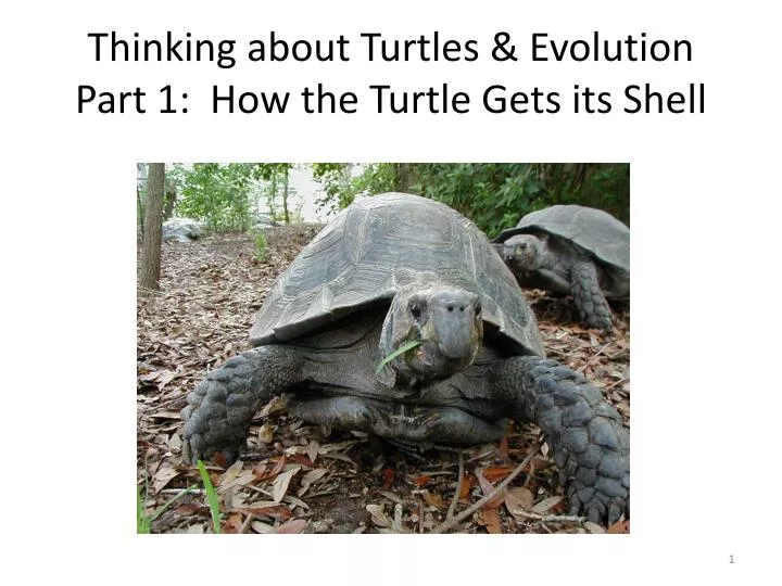 thinking about turtles evolution part 1 how the turtle gets its shell