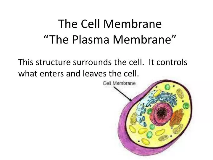 the cell membrane the plasma membrane