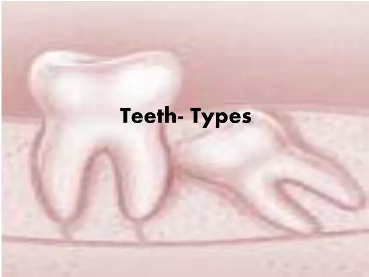teeth types