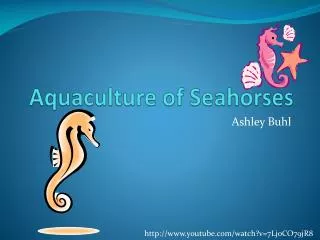 Aquaculture of Seahorses