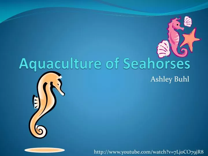 aquaculture of seahorses