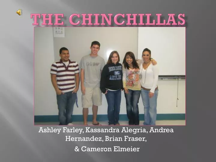 the chinchillas