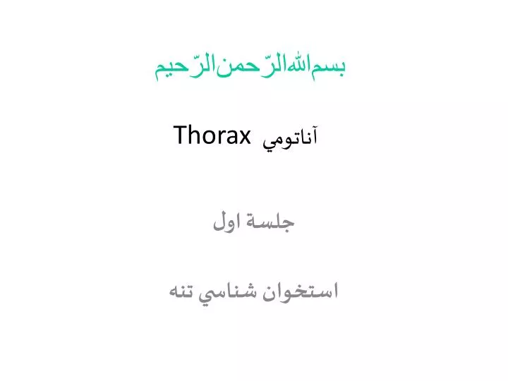 thorax