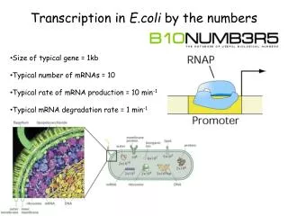 Transcription in E.coli by the numbers
