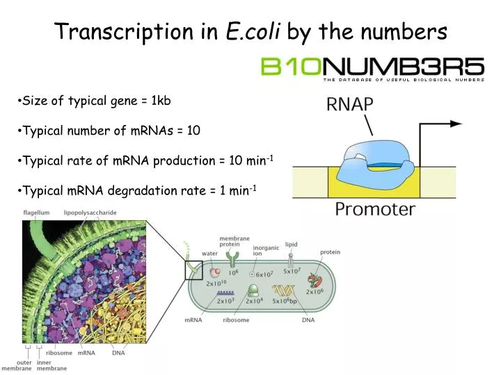 transcription in e coli by the numbers