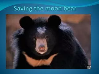 Saving the moon bear
