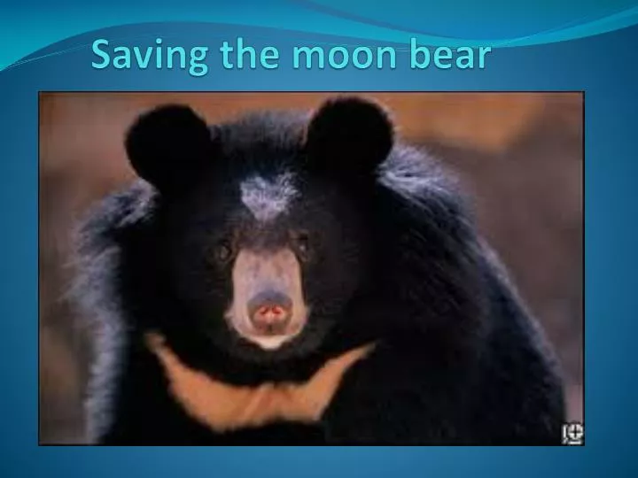 saving the moon bear