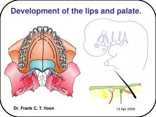 Development of the lips and palate.
