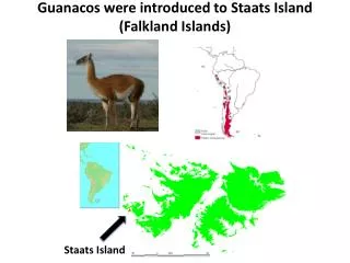 Guanacos were introduced to Staats Island (Falkland Islands)