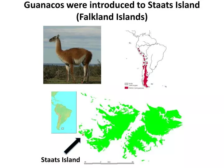 guanacos were introduced to staats island falkland islands