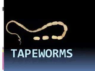 tapeworms