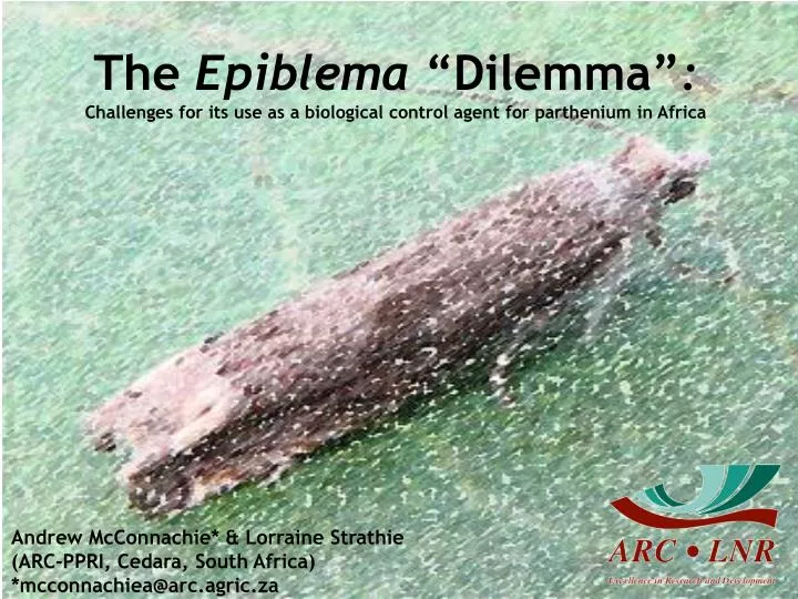 the epiblema dilemma challenges for its use as a biological control agent for parthenium in africa