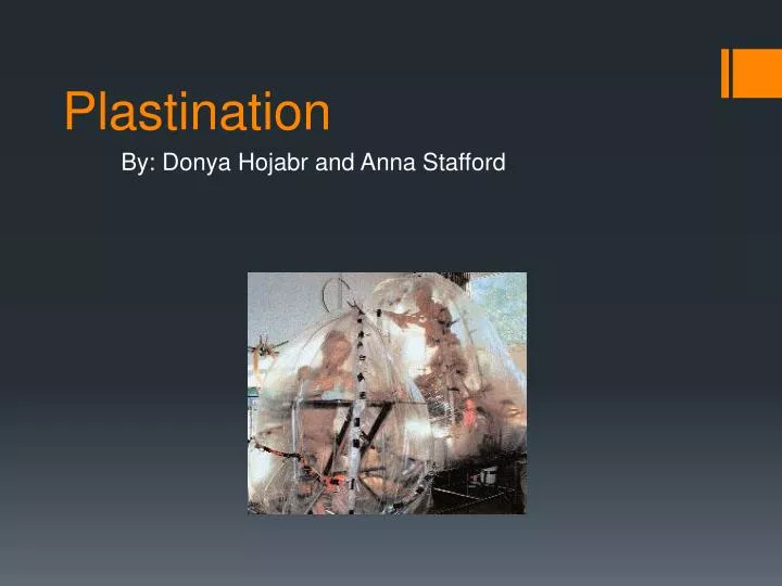 plastination