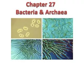 Chapter 27 Bacteria &amp; Archaea