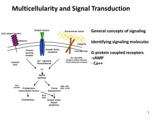 Multicellularity and Signal Transduction