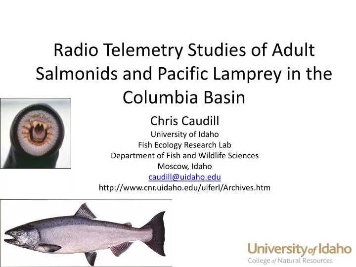radio telemetry studies of adult salmonids and pacific lamprey in the columbia basin