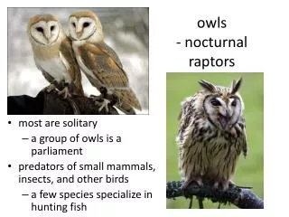 owls - nocturnal raptors