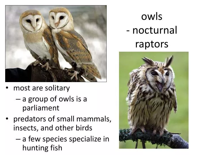 owls nocturnal raptors