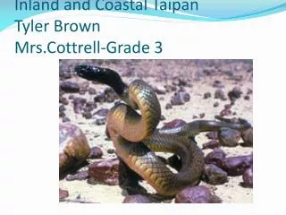 Inland and Coastal Taipan Tyler Brown Mrs.Cottrell -Grade 3
