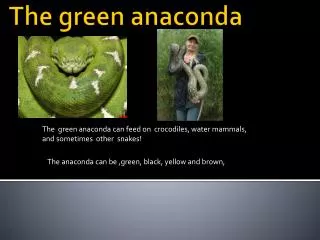 The green anaconda