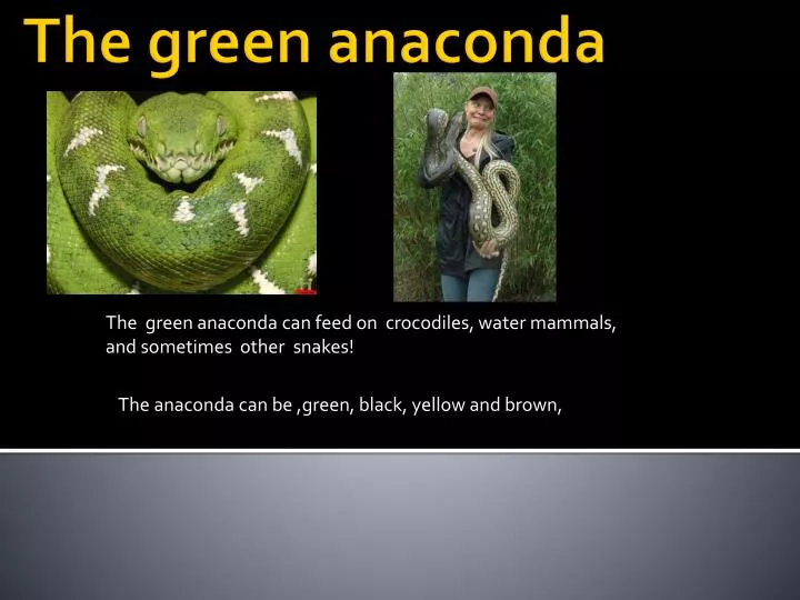 the green anaconda