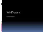 The Effect of Artificial Light Color on Wildflower Growth - slide 1
