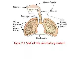 Topic 2.1 S&amp;F of the ventilatory system