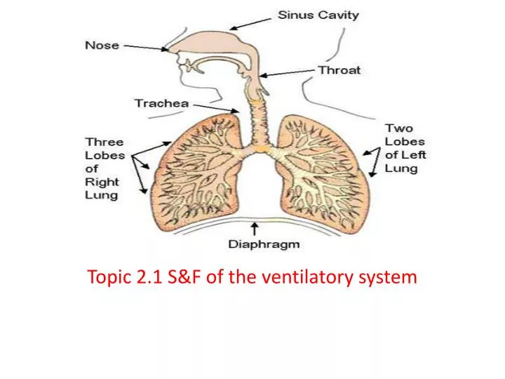 topic 2 1 s f of the ventilatory system