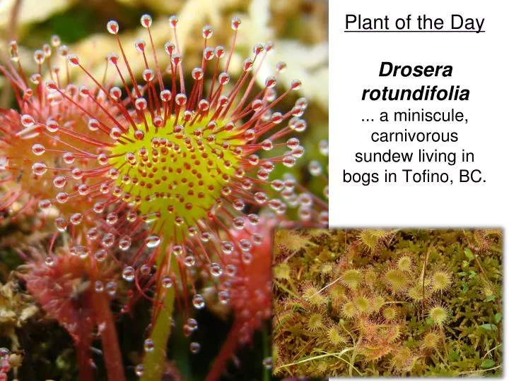 plant of the day drosera rotundifolia a miniscule carnivorous sundew living in bogs in tofino bc