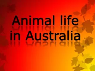 Animal life in Australia