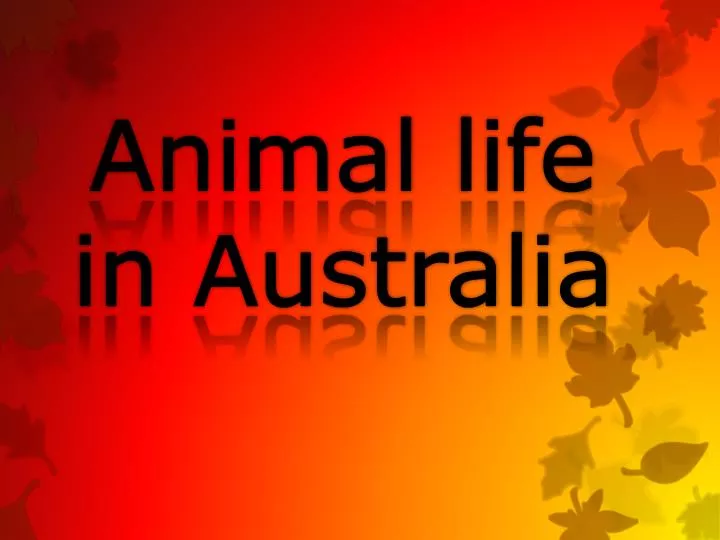 animal life in australia