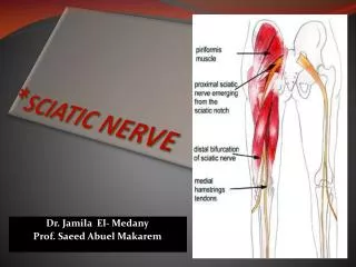 * SCIATIC NERVE