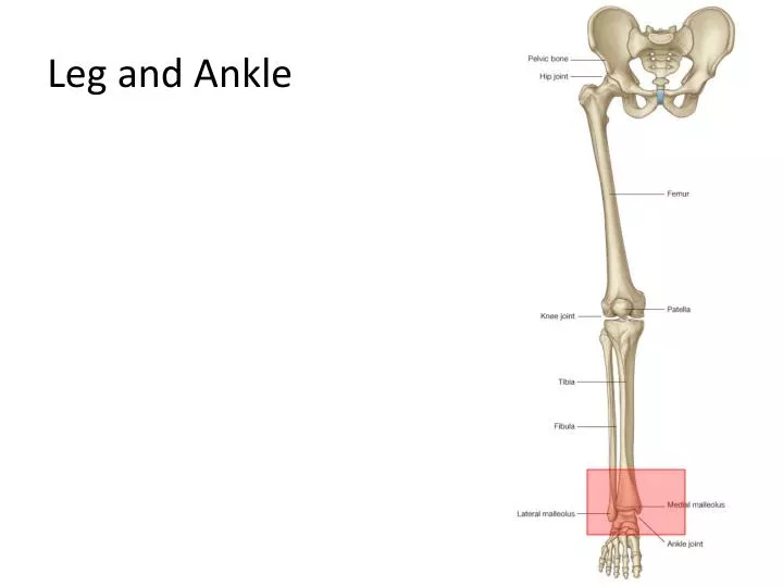 leg and ankle