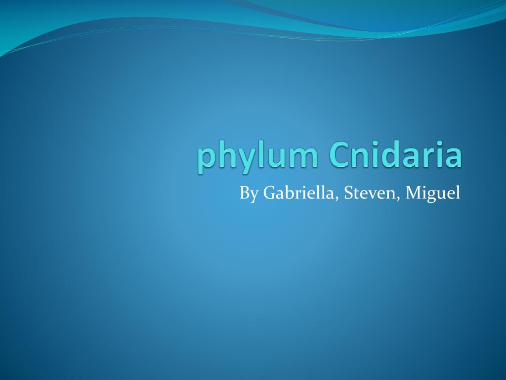 PPT - phylum Cnidaria PowerPoint Presentation, free download - ID:2104229