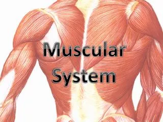 Muscular System