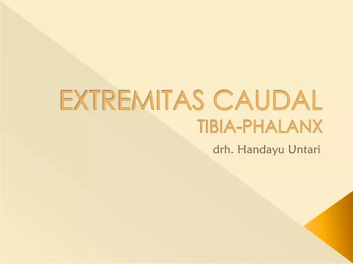 extremitas caudal tibia phalanx