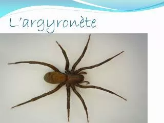 l argyron te