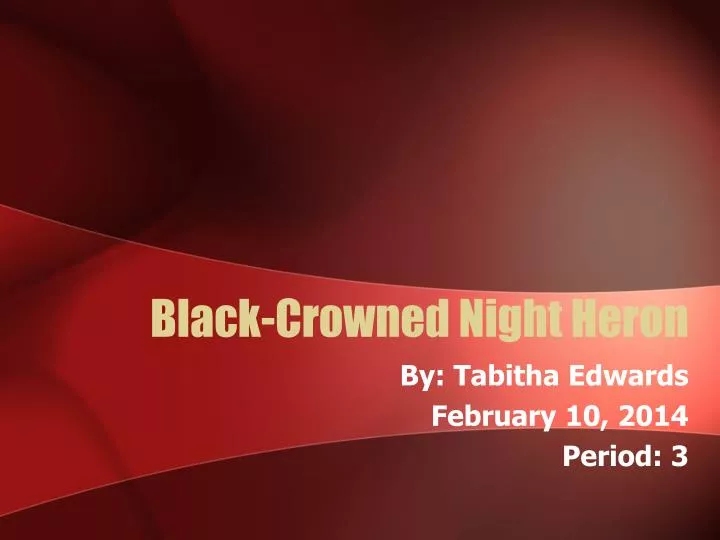 black crowned night heron