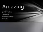 Amazing animals - slide 1